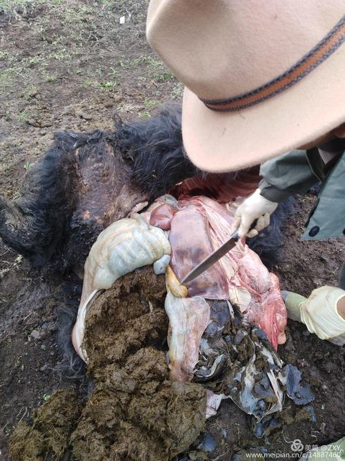 大录乡沙勿村农技员在沙勿村开展动物防疫及牲畜饲养管理技术指导工作